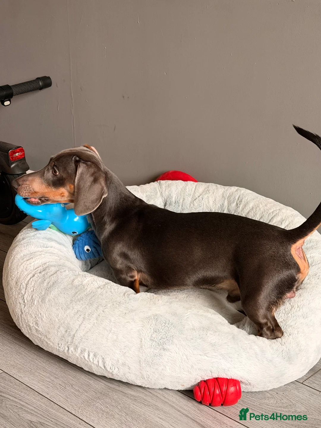 Dachshund dogs for sale: Dachshund looking for his forever home  in Bristol - Advert 8
