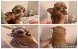 Cocker Spaniel dogs for sale: 🐶 Beautiful Show Cocker Spaniel Puppies 🐾 - Image 4