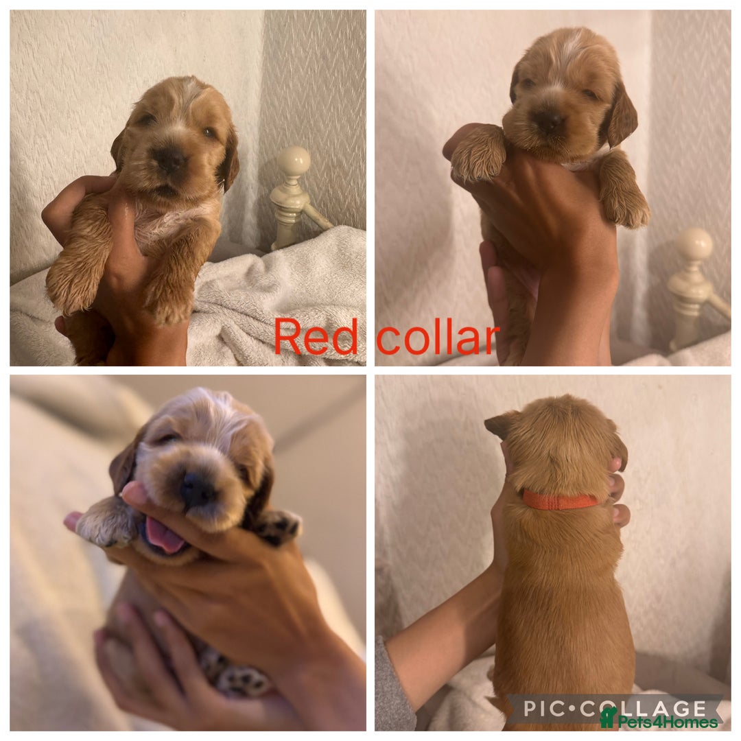 Cocker Spaniel dogs for sale: 🐶 Beautiful Show Cocker Spaniel Puppies 🐾 - Image 4
