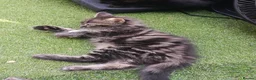 Mixed Breed cats for sale: Kittens for sale - Advert 4