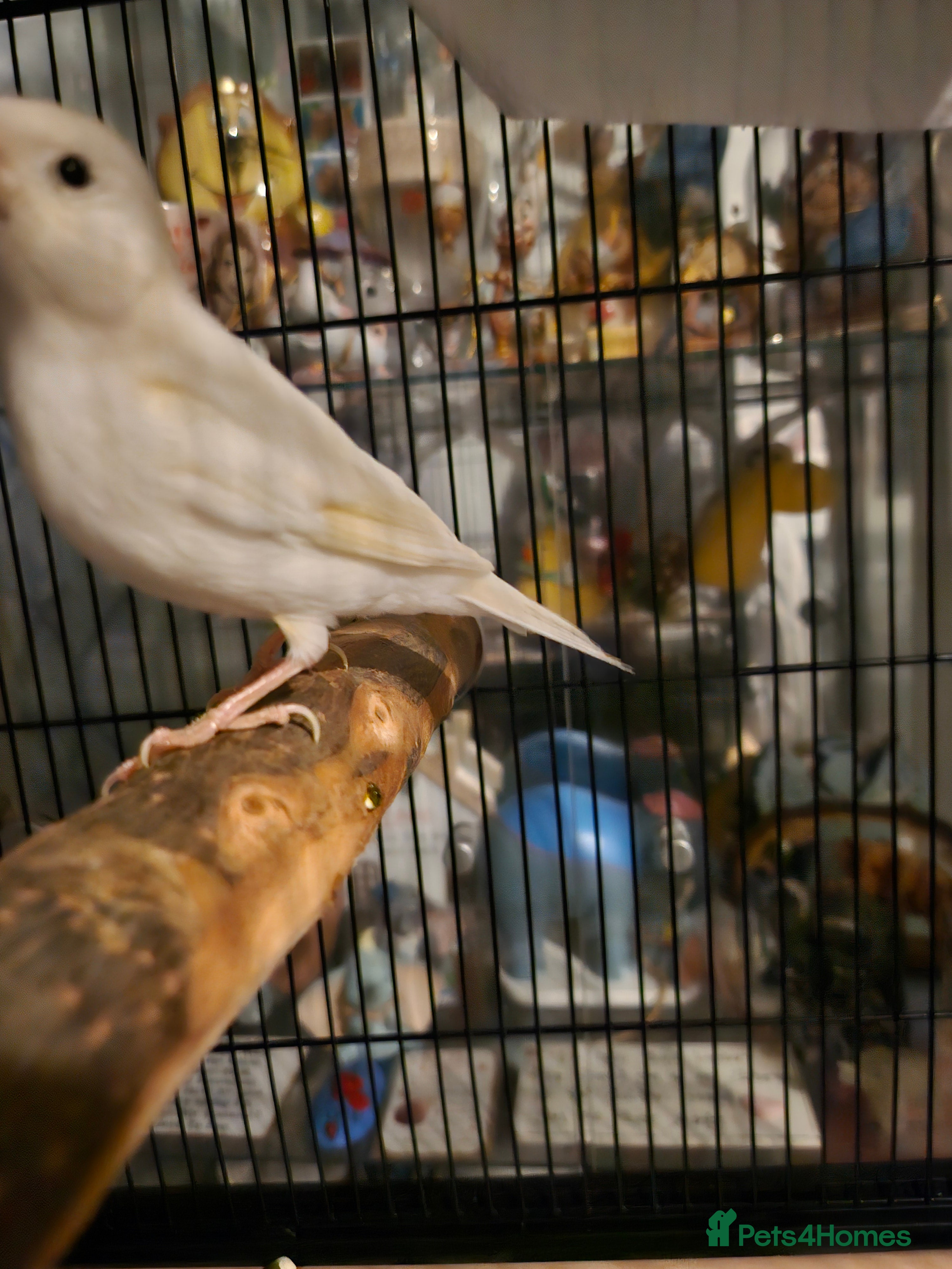 Canaries birds Male white Canary - Advert 1