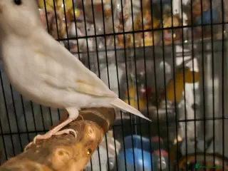 Canaries birds Male white Canary - Advert 1