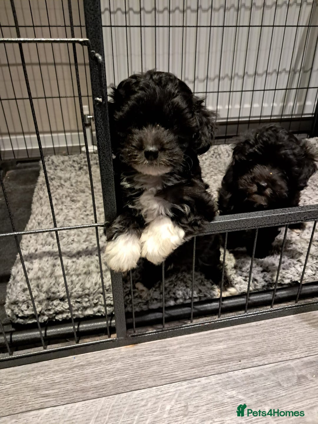 Maltipoo dogs for sale: Maltipoo pups ready now  - Advert 2