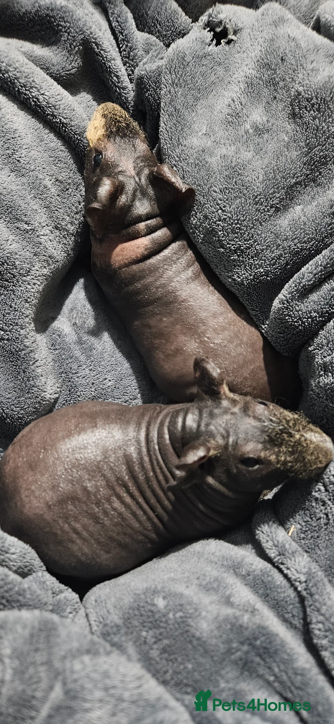 Guinea Pig rodents for sale: 2 male skinny pigs  - Advert 8