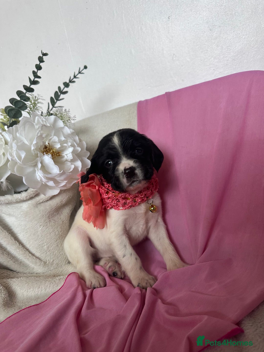 English Springer Spaniel dogs for sale: English springer spaniel.Ready to leave 21/11/25 - Image 35