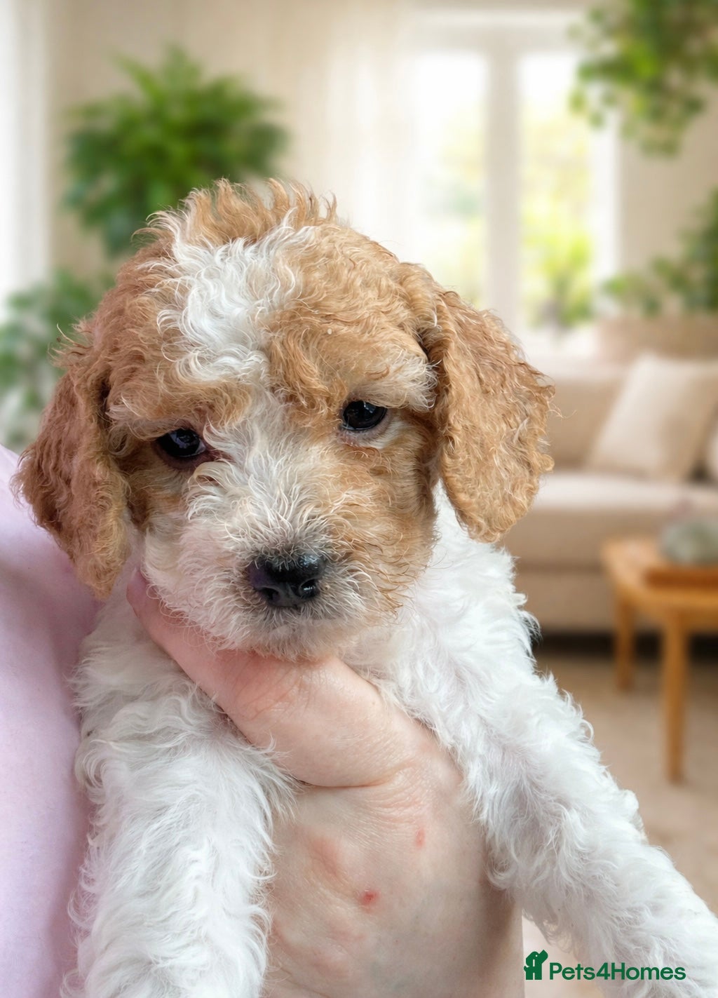 Cavapoochon dogs Cavapoochon Cockerpoo Stunning Teddy Bear Puppies  - Advert 1