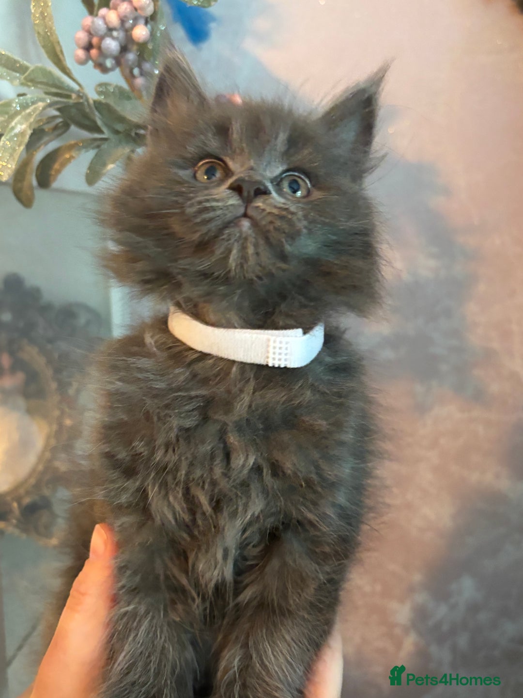 Maine Coon cats for sale: Blue Maine Coon Kittens – Active TICA Registered  - Advert 36