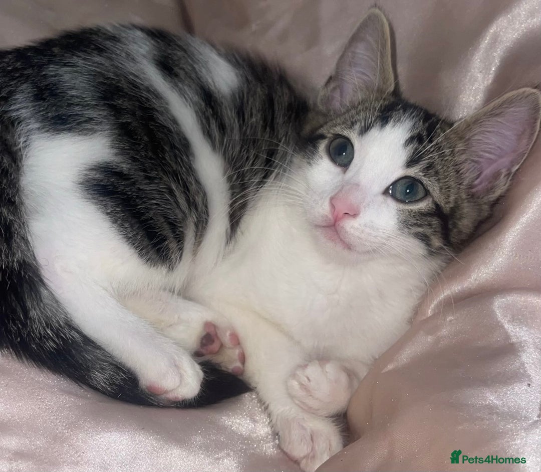 Bengal cats for sale: Stunning blue eye Bengal mix kittens  - Advert 2