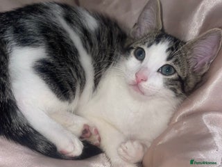 Bengal cats Stunning blue eye Bengal mix kittens - Advert 5