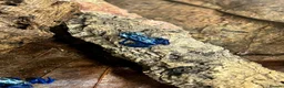 Frog reptiles for sale: Various dart frogs and tree frogs  - Advert 6