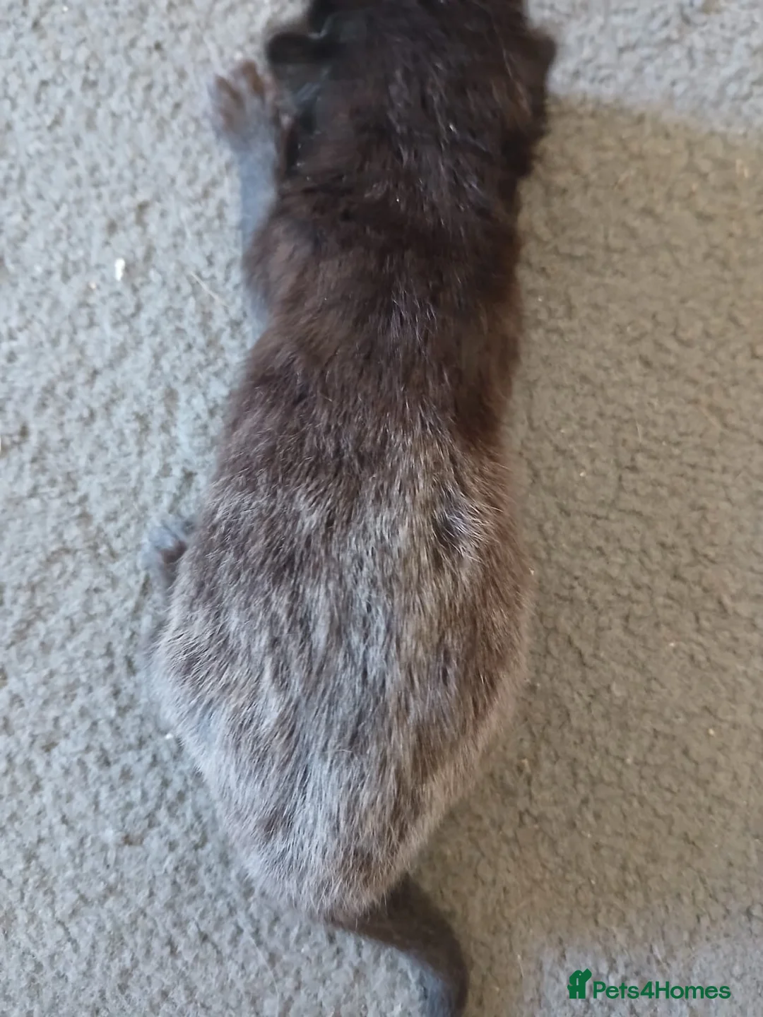 Mixed Breed cats for sale: 4 beautiful kittens for sale - Advert 7
