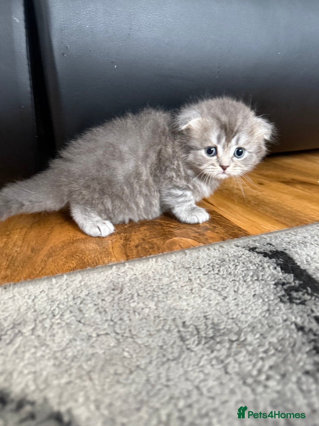 Scottish Fold cats for sale: Scottish fold kittens  - Image 21