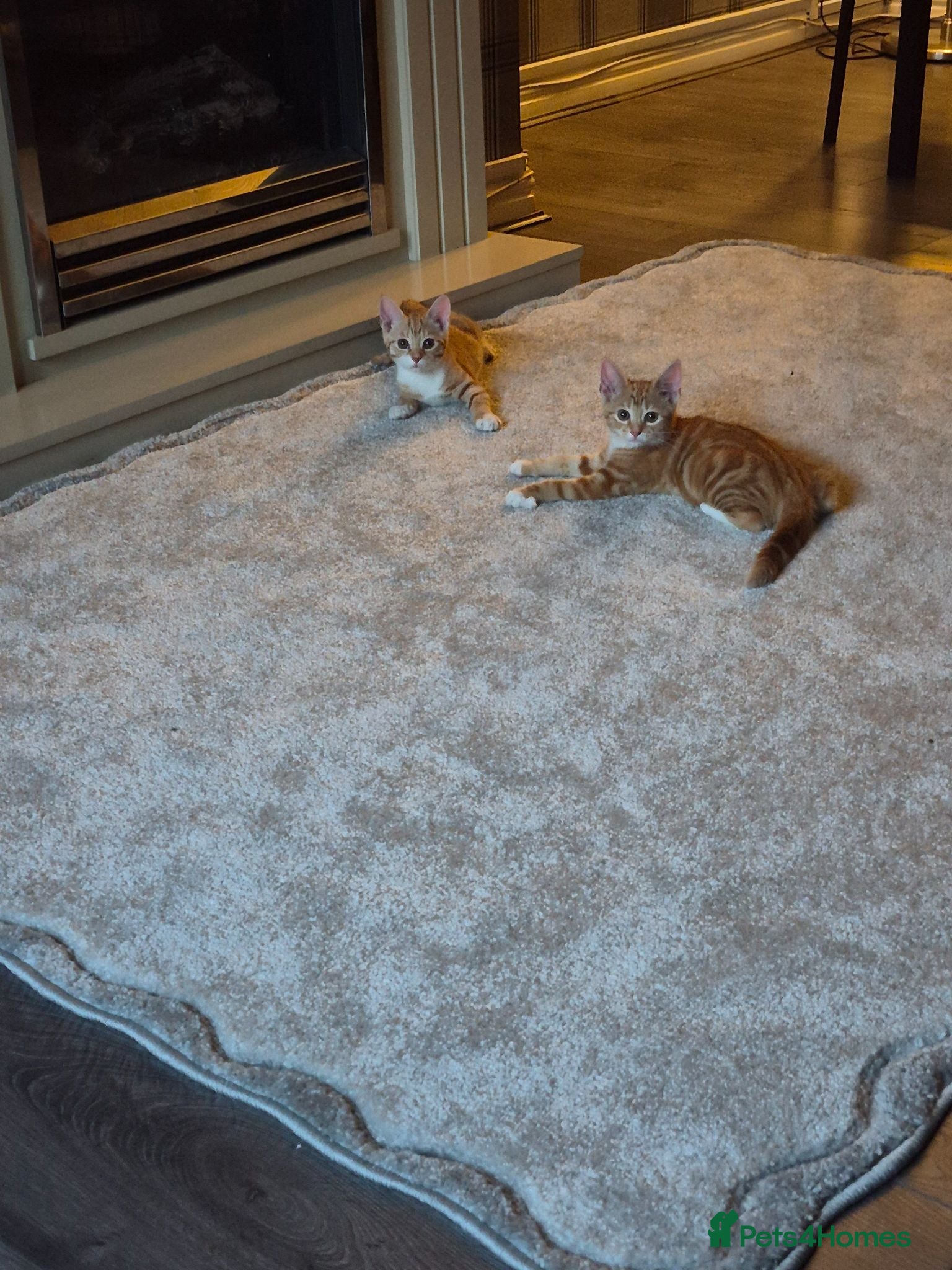 Mixed Breed cats Ginger female kittens - Advert 4