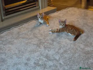 Mixed Breed cats Ginger female kittens - Advert 4