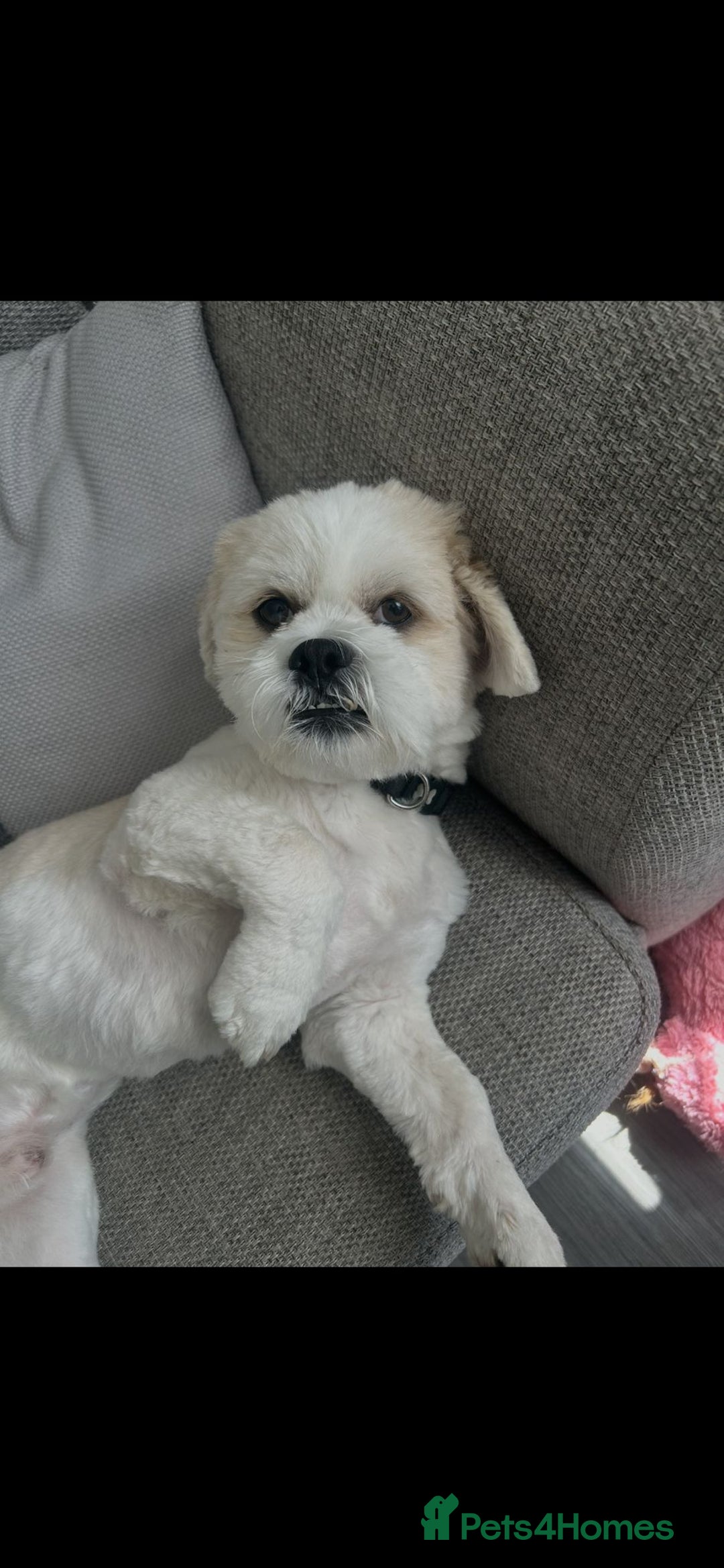 Lhasa Apso dogs for stud: Lhasa Apso Stud  - Advert 4