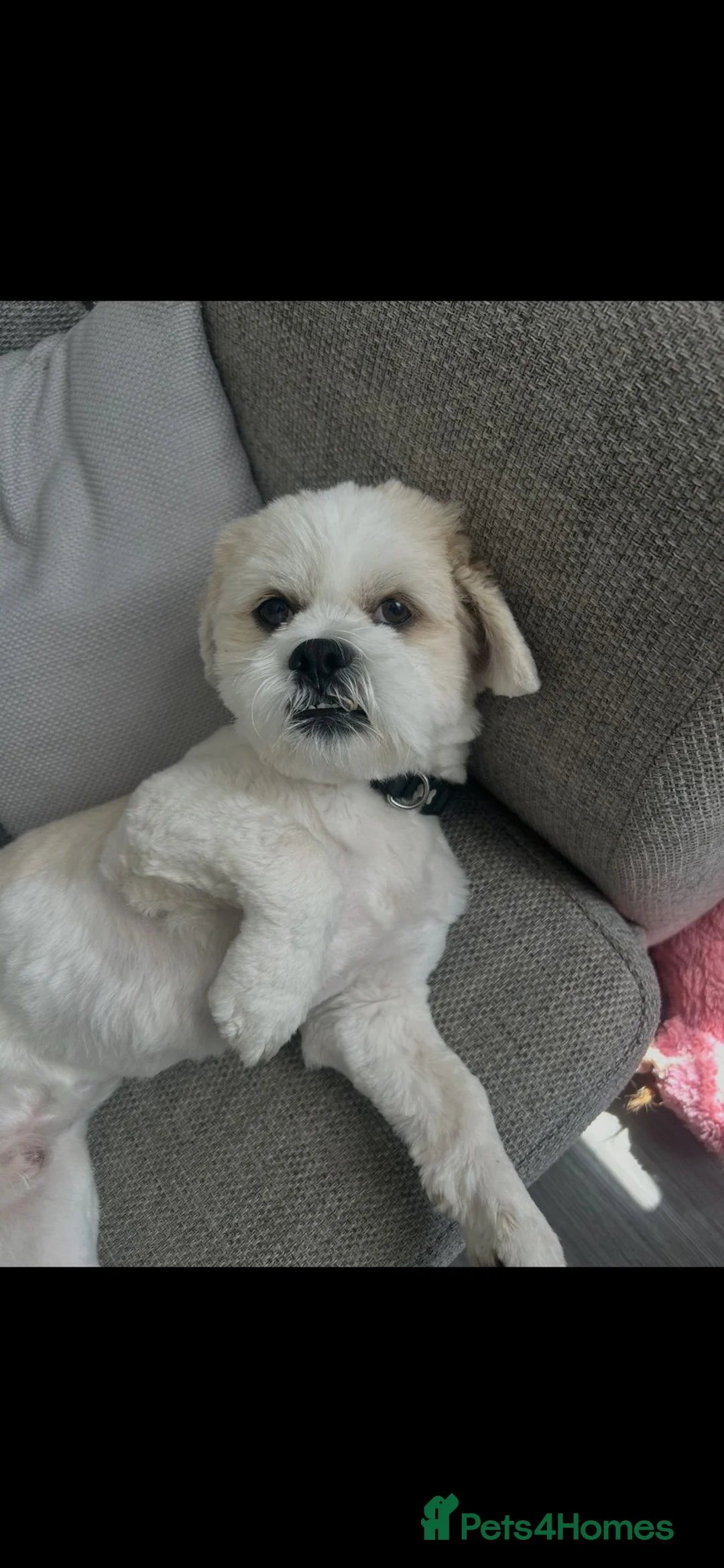 Lhasa Apso dogs for stud: Lhasa Apso Stud  - Advert 4