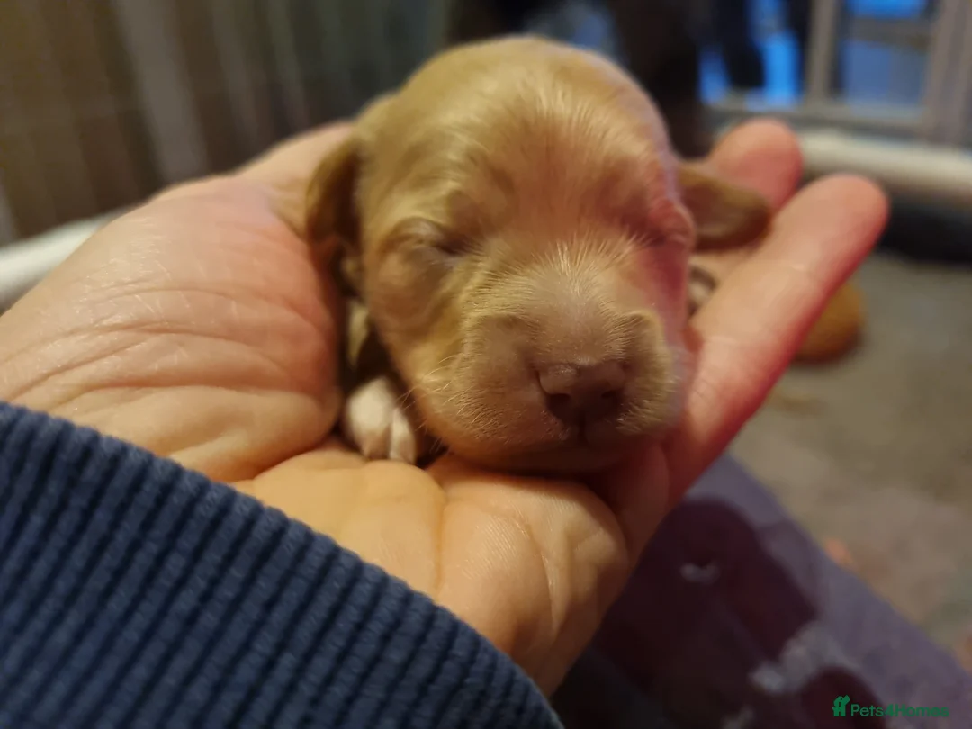 Cockapoo dogs for sale: Cockapoo puppies looking for their forever homes - Advert 16