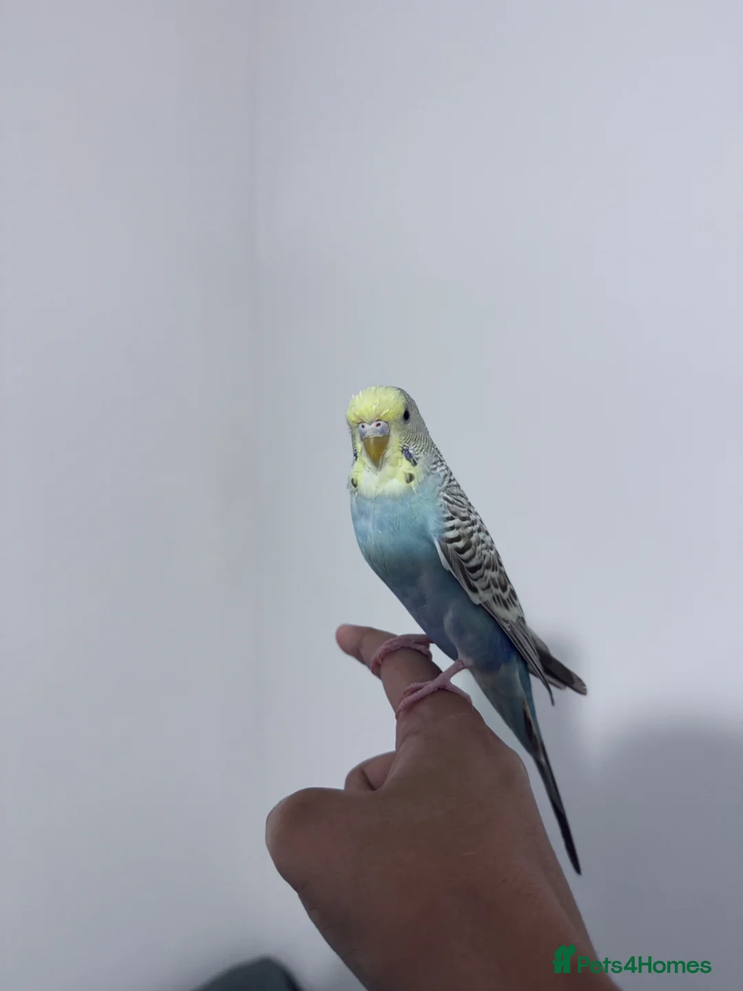 Budgerigars birds for sale: Friendly Budgie – Hand-Tamed, Needs a Loving Home  - Advert 2