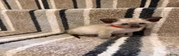 Siamese cats for sale: READY NOW 🐱 - Advert 4
