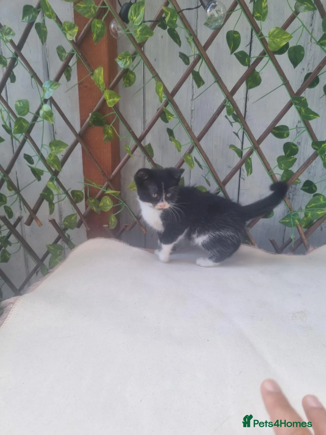 Mixed Breed cats for sale: Mixed bread  in Derby - Advert 2