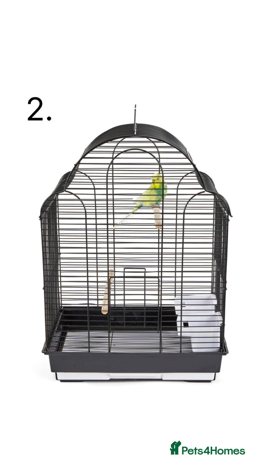 Budgerigars birds for sale: Budgies for Sale, all in good health  - Advert 26