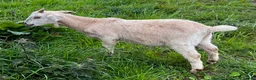Goats livestock for sale: Mixed ages Anglo Nubian/Toggenburg/Boer cross - Advert 2