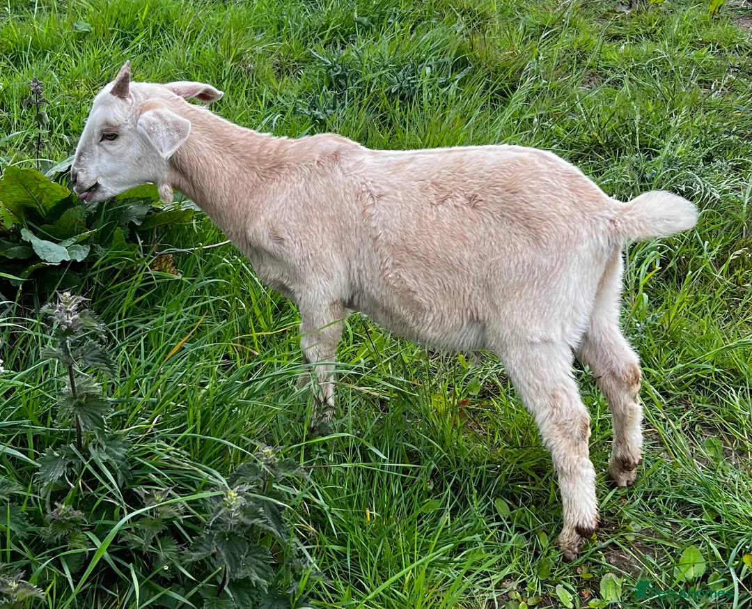Goats livestock for sale: Mixed ages Anglo Nubian/Toggenburg/Boer cross - Advert 2
