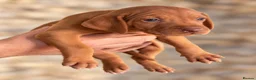 Hungarian Vizsla dogs for sale: 🐾 Beautiful Hungarian Vizsla Puppies For Sale 🐾 - Advert 7