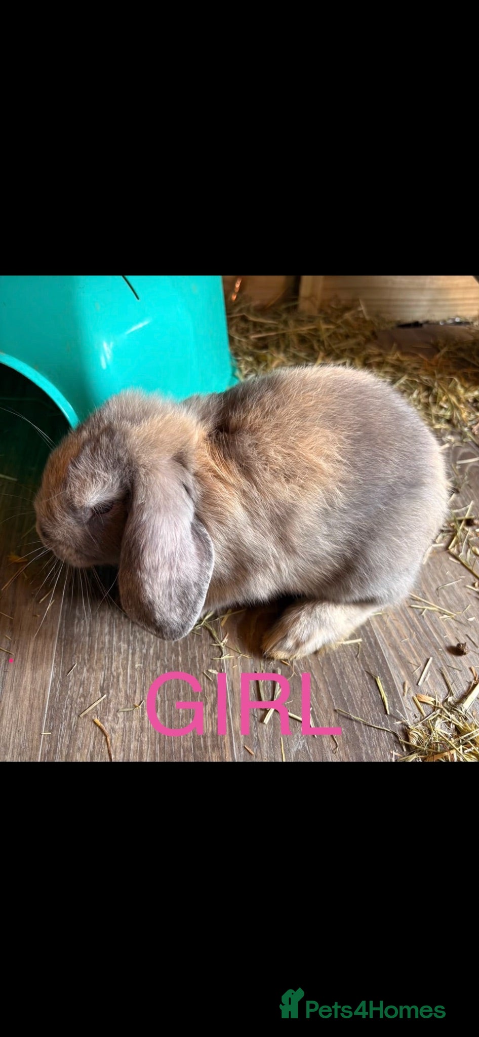 Mini Lop rabbits Gorgeous Lop eared Rabbits ready 27/06/2026 - Advert 2