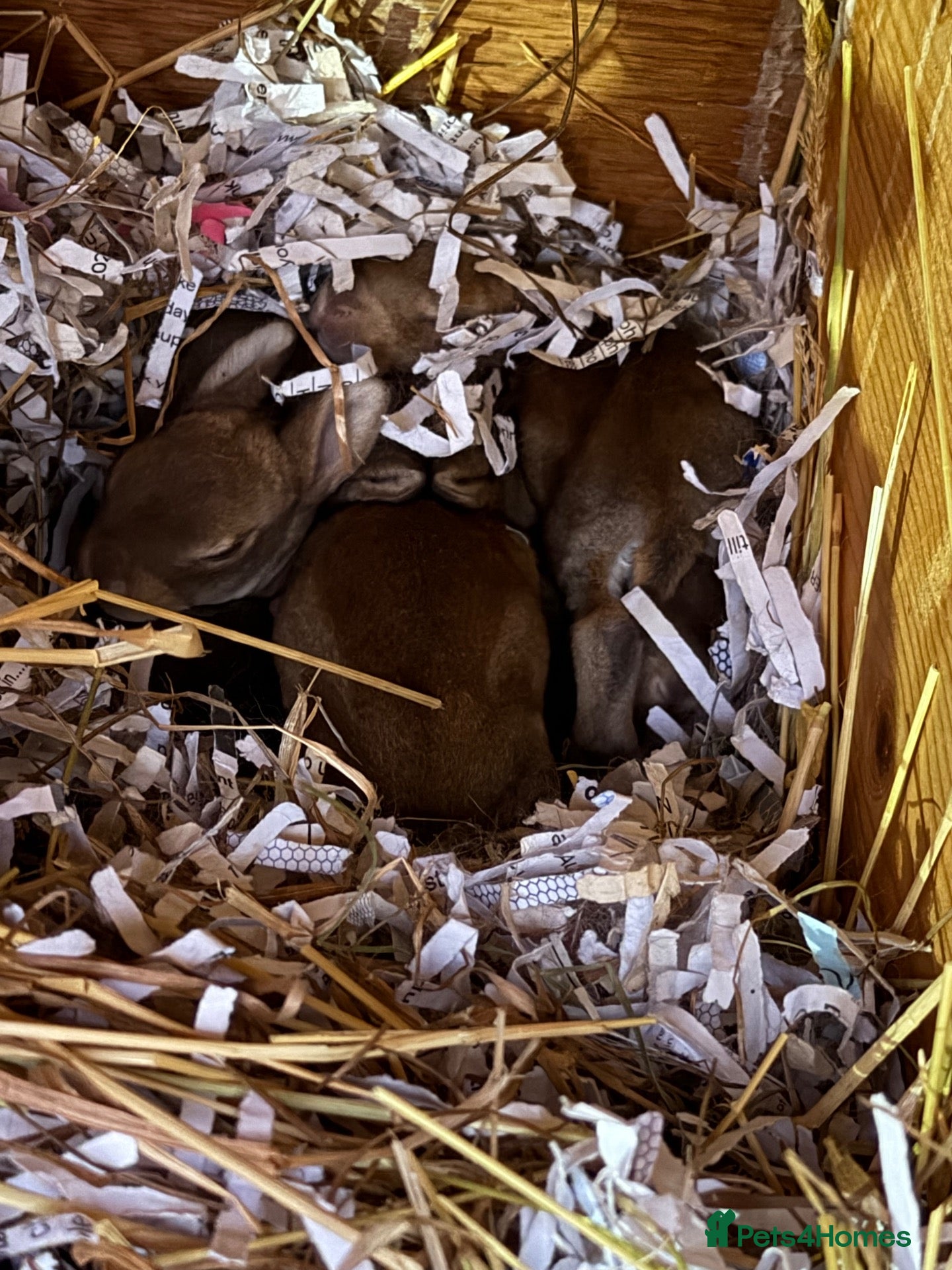 Mini Lop rabbits Mini Rex & Mini Lop & Lop babies - Advert 2