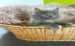 Maine Coon cats for sale: 5 Generation pedigree BLACK SMOKE kittens  - Image 25