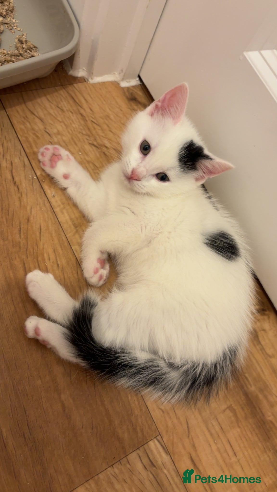 Mixed Breed cats 1 male kitten for sale! - Advert 13