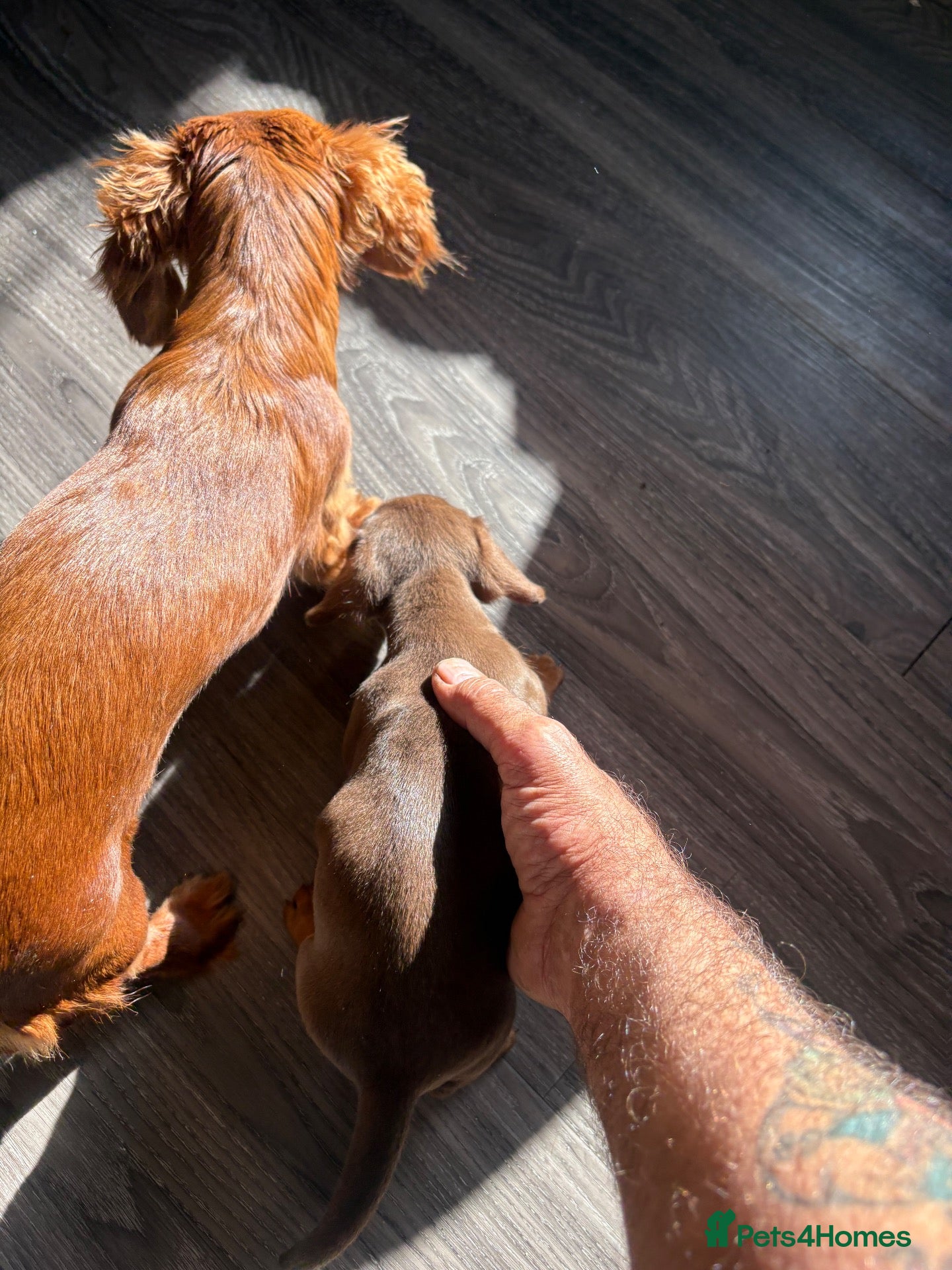 Dachshund dogs Very small miniature dachshund girl - Advert 2