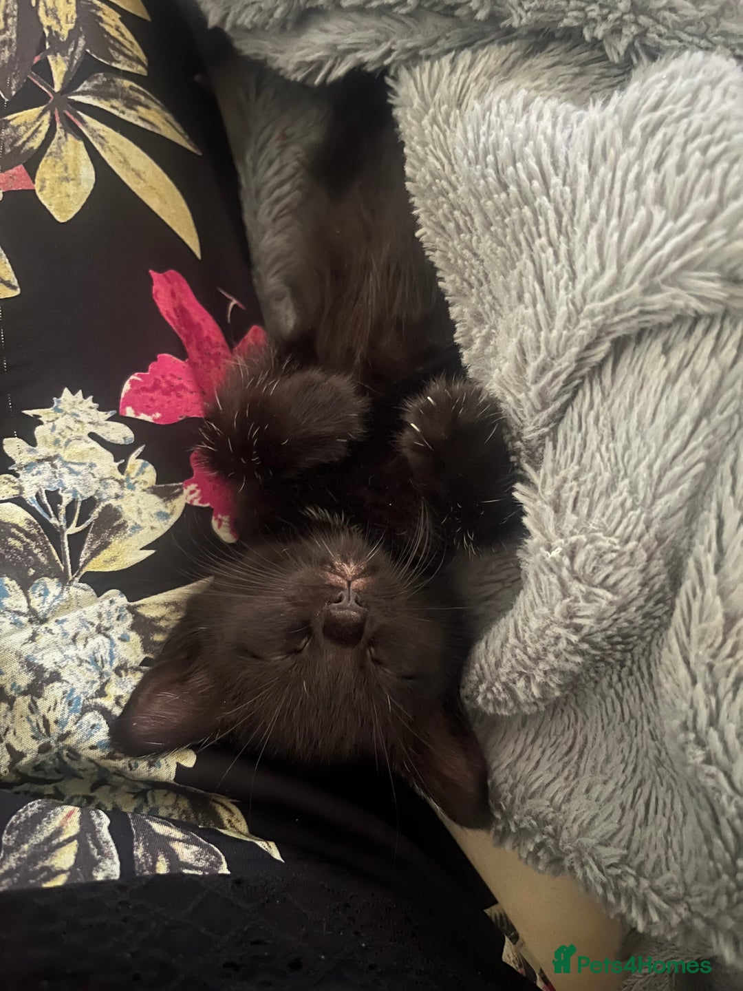 Russian Blue cats for sale: Russian blue cross kittens  - Image 4