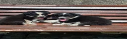 Border Collie dogs for sale: 6 Male Border Collie Puppies For Sale in Lancaster - Advert 4