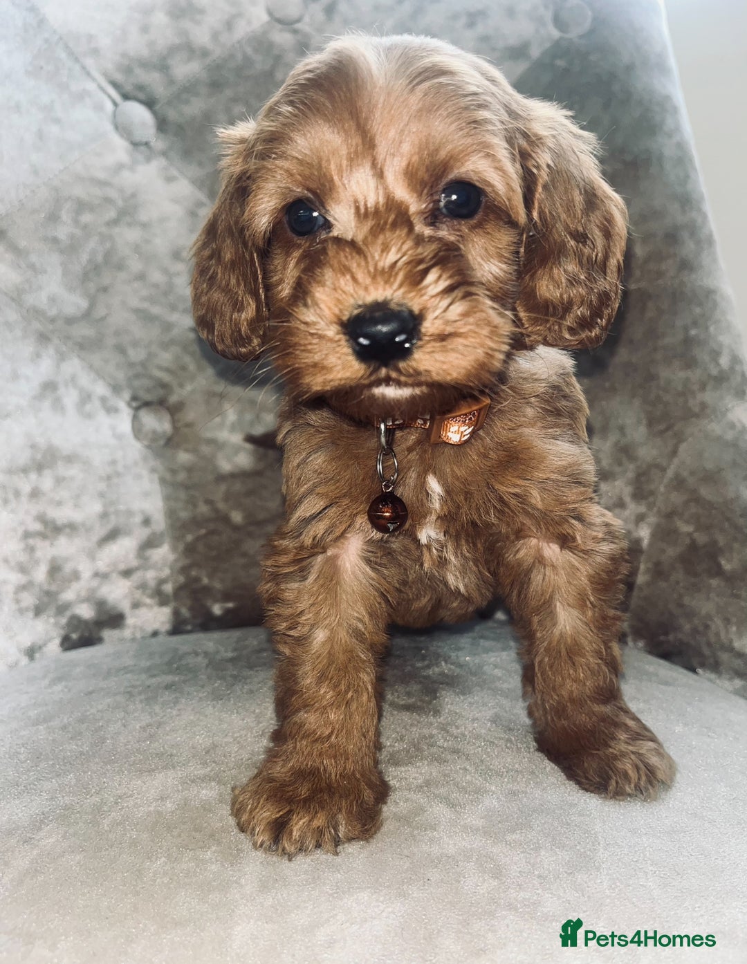 Cockapoo dogs for sale: Miniature toy cockapoos - Image 5