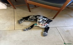 Miniature Poodle dogs for stud: Miniature Merle Poodle STUD  - Image 4