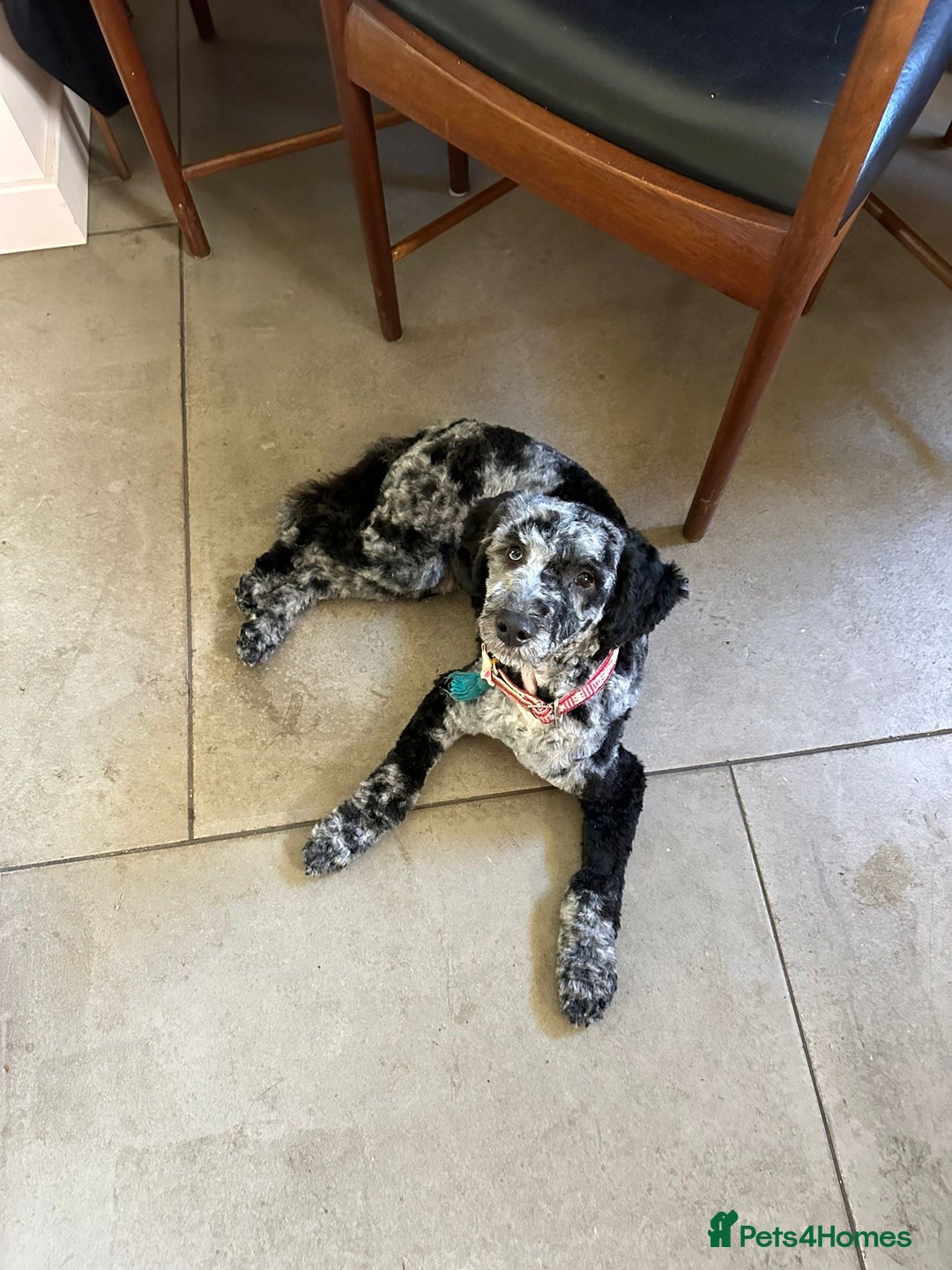 Miniature Poodle dogs for stud: Miniature Merle Poodle STUD  - Image 4