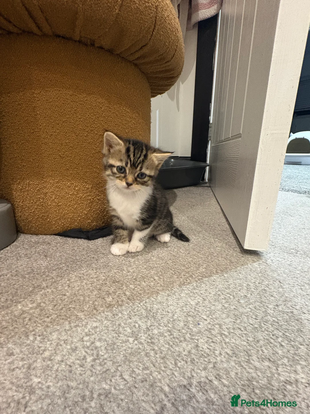 Mixed Breed cats for sale: 1/2 Persian kittens  - Advert 11