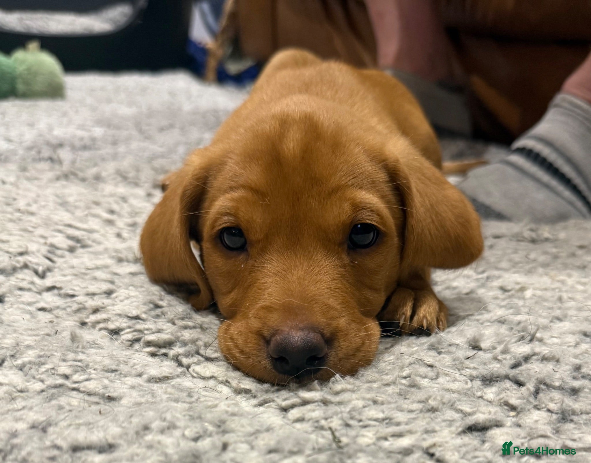 Labrador Retriever dogs Fox Red Labrador puppy’s  - Advert 2