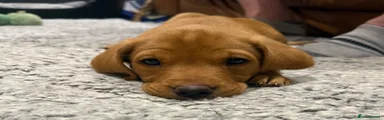 Labrador Retriever 1
