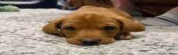 Labrador Retriever dogs for sale: Fox Red Labrador puppy’s  in Bedford - Advert 2