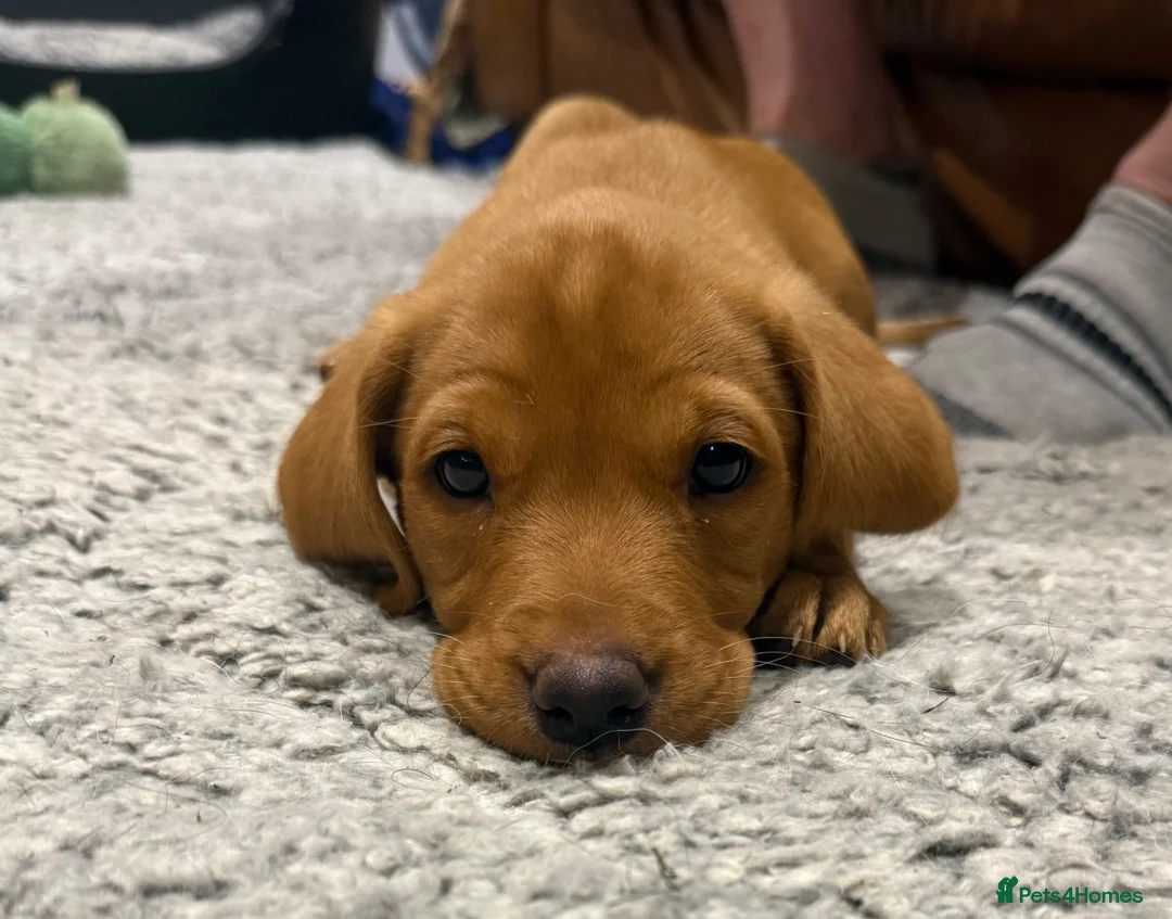 Labrador Retriever dogs for sale: Fox Red Labrador puppy’s  in Bedford - Advert 2