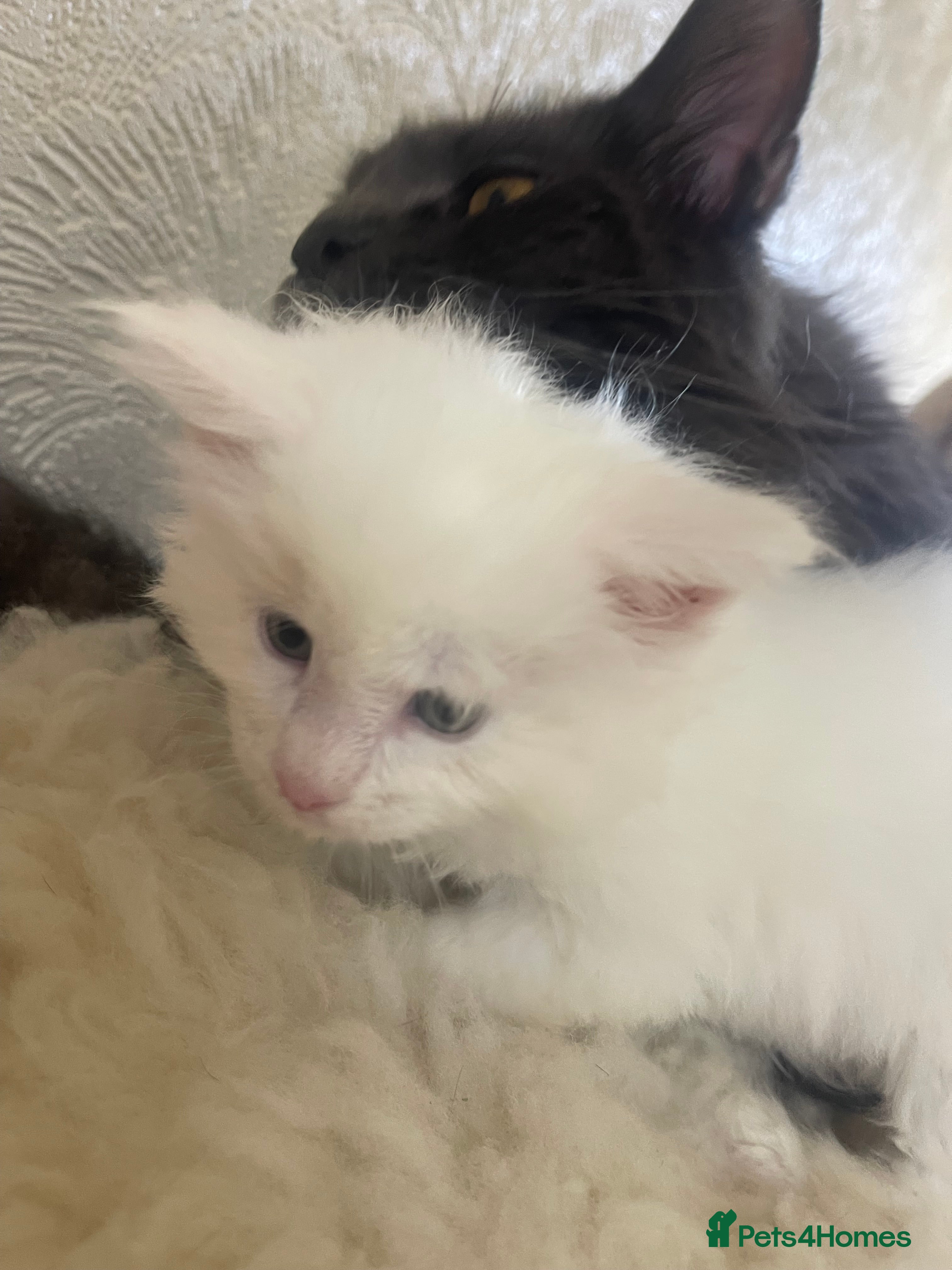 Maine Coon Kitten 3