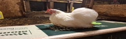 Chickens poultry for sale: Pekin bantom pullets and males  - Advert 9