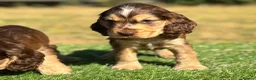 Cocker Spaniel dogs for sale: Beautiful litter of qauilty show type cockers  - Advert 6