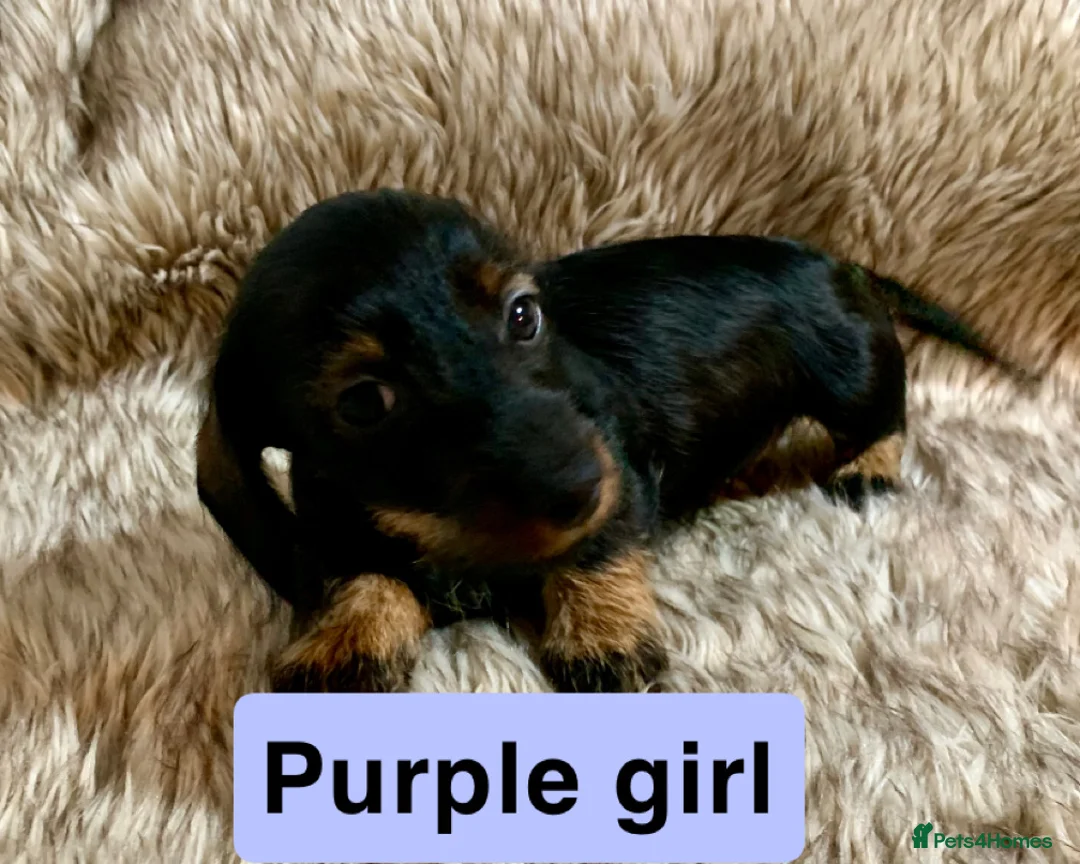 Miniature Dachshund dogs for sale: Miniature wirehaired daschunds - Advert 4