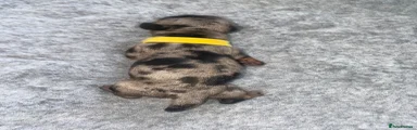 •Yellow Collar: 