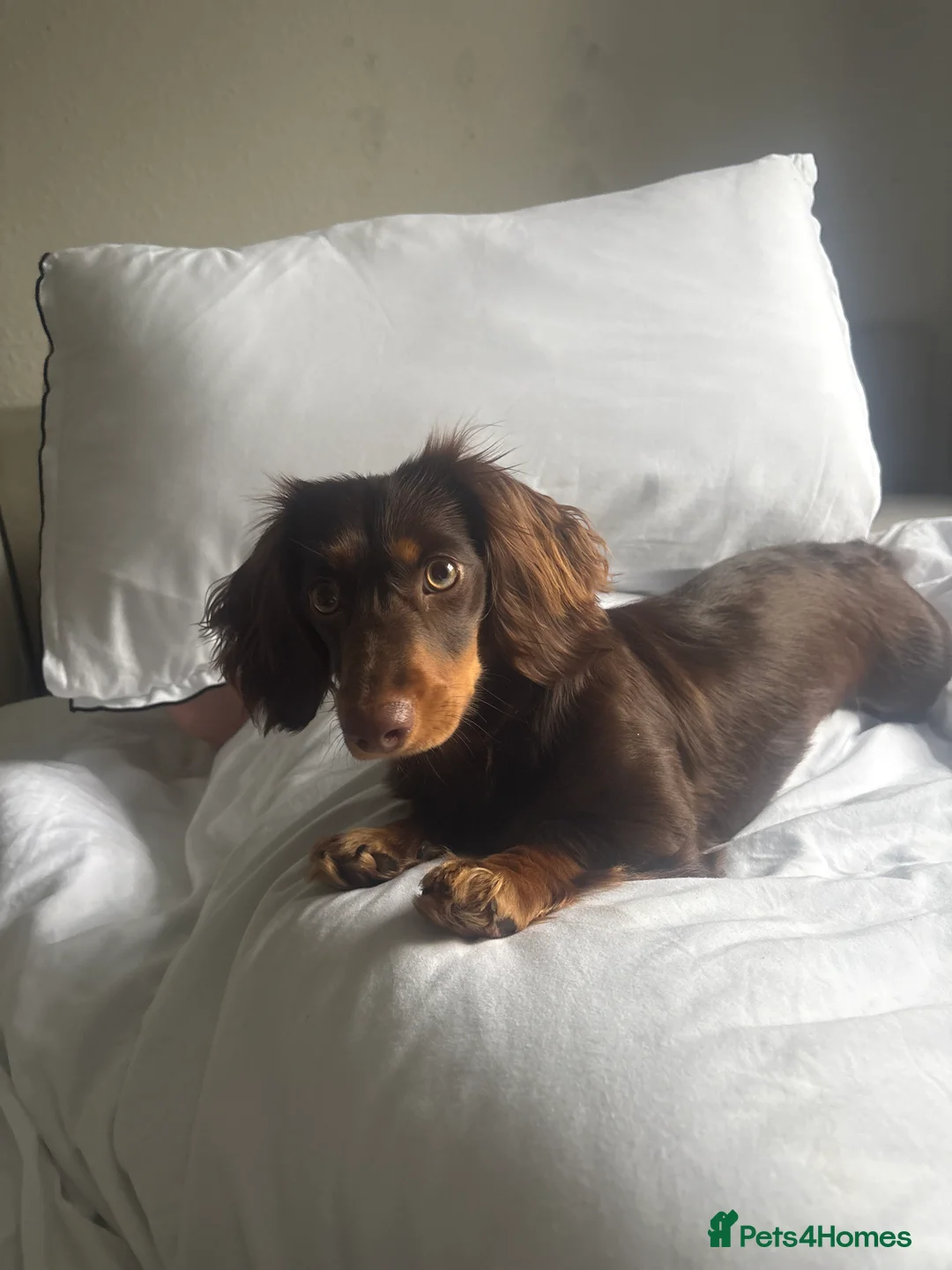 Dachshund dogs for sale: 12 month old female miniature Dachshund  - Advert 2