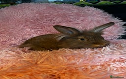 Mixed Breed rabbits for sale: Netherland dwarf and lionhead mixed bunnies - Image 38